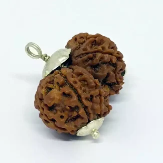 Energized Gaurishankar Rudraksha for Couple Bonding - Image 2